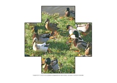 Formen-Stockente-A-1-10.pdf